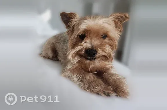 Lost pets Houston, photo: Lost dog, Islandview Lane, Texas, Houston — male with an underbite