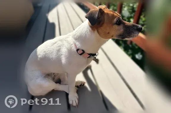 Lost dog, Sagamore Forest Lane, Maryland, Reisterstown — white and tan Jack Russell Terrier - photo