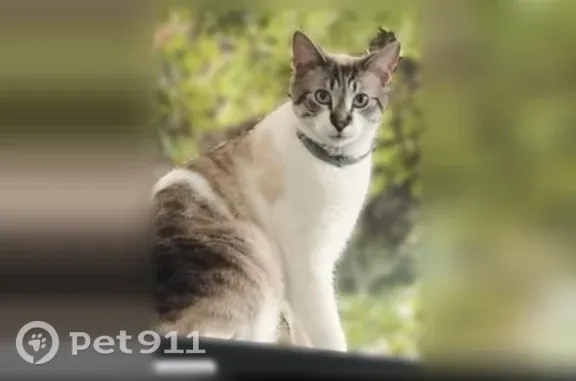 Lost cat, Alice Street, 3550,...