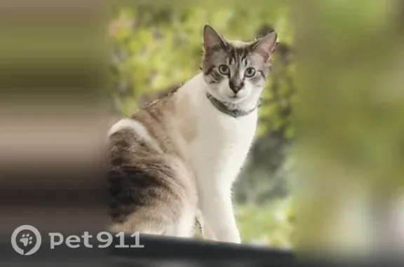 Lost cat, Outer Drive West, 20...