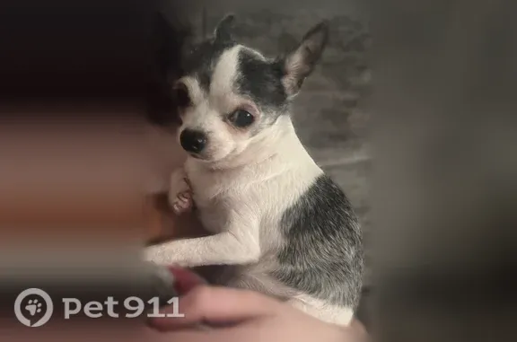 Lost dog, female, Blowing Springs Road, 136, Hartselle — sweet but skittish - photo