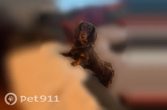 Lost female dog, Irving Avenue, 404, South Orange Village, East Orange — long-haired dachshund - photo