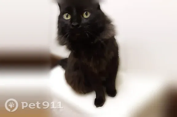 Lost cat, Sherman Street, 83, Portland — male, all black - photo