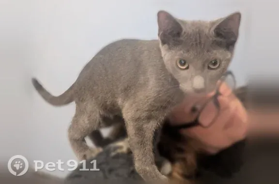 Lost cat, Metropolitan Avenue, 90-30, Yonkers — male gray kitten - photo