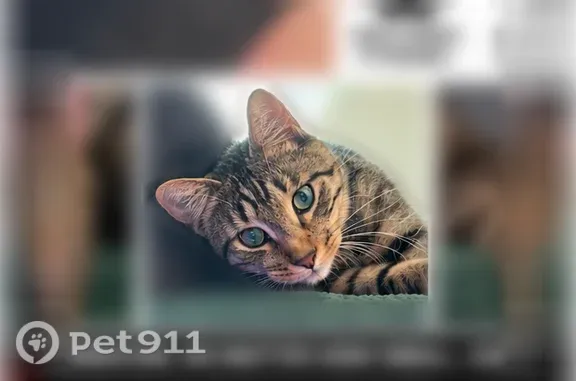 Lost pets Atlanta, photo: Lost cat, Northwest Drive Northwest, 1315, Atlanta — male with blue collar