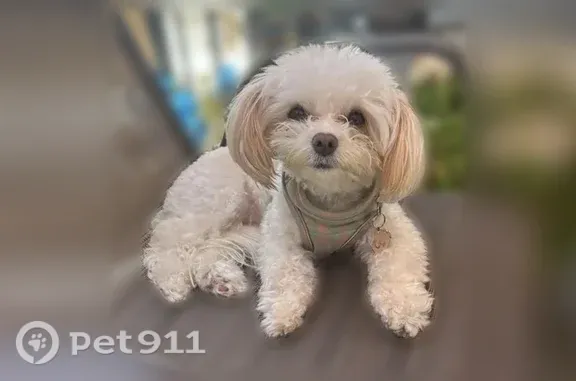 Lost pets Los Angeles, photo: Lost dog, Folsom Street, 2729, Los Angeles — female with long light-brown ears