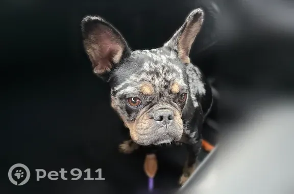 A Female Merle, French BullDog named Navy was returned to owner