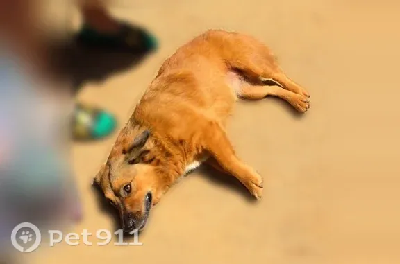 Lost dog, Old Buncombe Road, Greenville, Greenville — brown female - photo