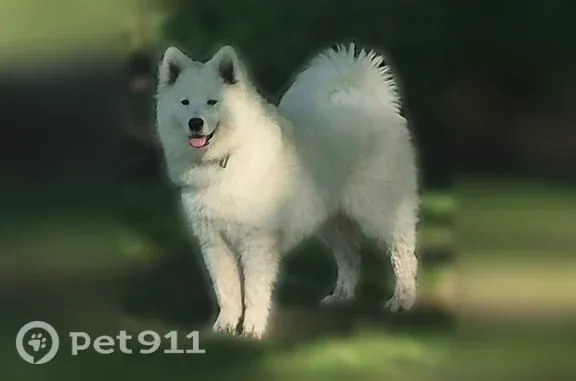 Lost female dog, Nashville, Michigan, Detroit — missing with her brother Koda - photo