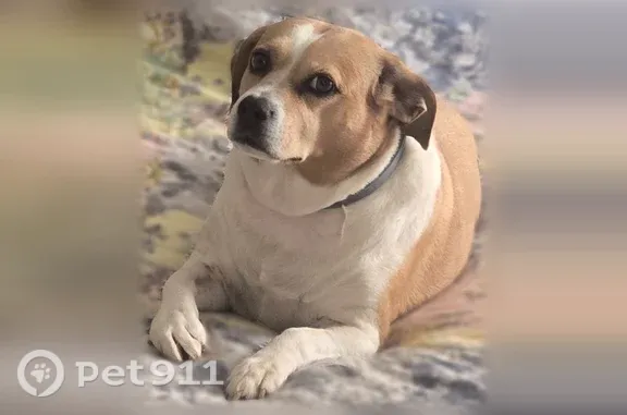 Lost dog, female, Mount Harmony Church Road, Matthews, Charlotte — tan coat and bobtail - photo