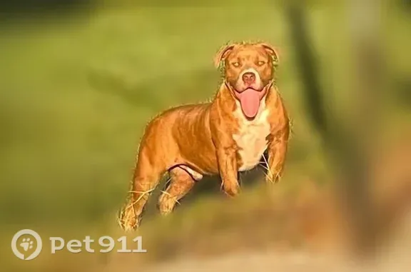Lost dog, Deer Head Cove Road, 319, Rising Fawn, Trenton — male dog spotted near the interstate - photo