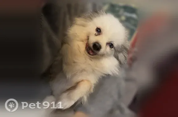 Lost female dog, Riverview Drive, 3125, Mesquite — blue eyes - photo