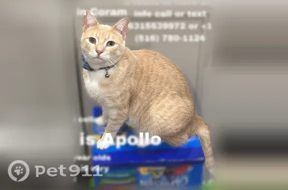 Lost cat, male, Middle Country Road, 369, Coram — super friendly - photo