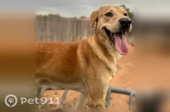 Lost pets Midland, photo: Lost male dog, Cascade Court, 1503, Midland — blonde, no collar or microchip
