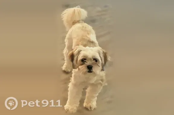Lost pets Newport News, photo: Lost dog, Marshall Avenue, 4713, Newport News — female with a flower collar