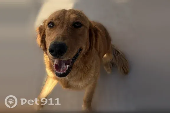Lost Dog, North Kenazo Avenue, 131, El Paso — female with red-golden fur - photo
