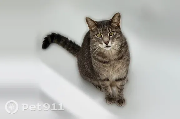 Lost pets Memphis, photo: Lost male cat, Lexington Road, 5345, Memphis — grey tabby with a speckled belly