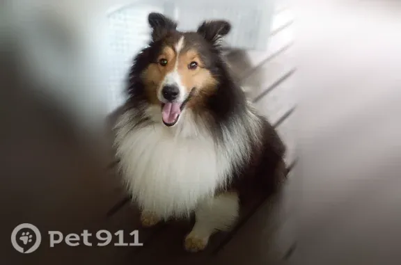 Lost pets Clarksville, photo: Lost male dog, Warfield Drive, Clarksville, Nashville — sable Shetland Sheepdog named Beau