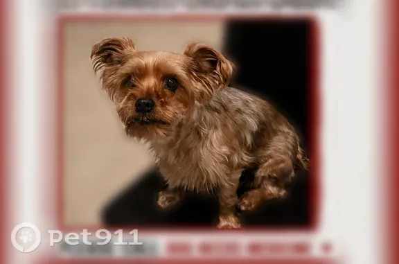 Lost female dog, Palmdale Street, 3054, Las Vegas — small, tan-blonde, about 15 pounds - photo