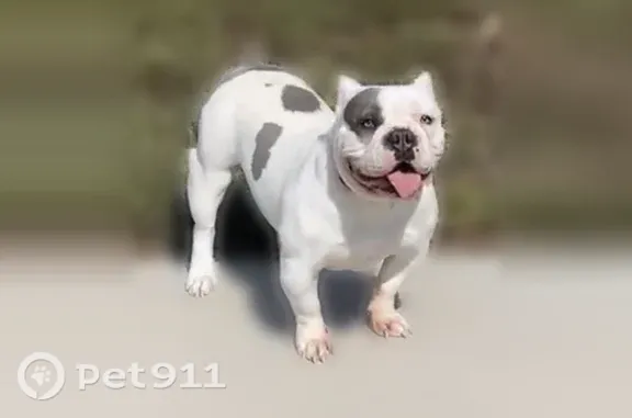 Lost pets Pearland, photo: Lost dog, female, Dunsmore Oak Drive, 2517, Houston, Pearland — friendly and approachable