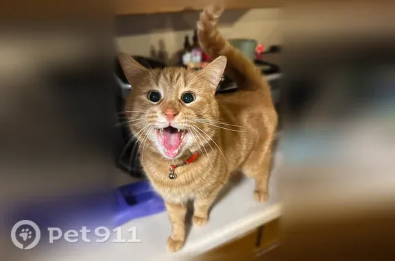 Lost cat, Pine Village, Indiana, Burbank — 8-year-old orange male - photo