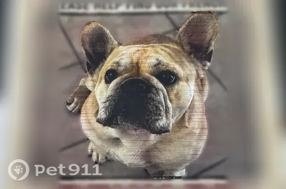 Lost pets Artesia, photo: Lost dog, 167th Street, 11929, Artesia, Artesia — male, tan and cream