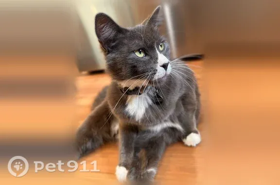 Lost male cat, 9th Avenue South, 22002, Des Moines — very friendly and fluffy - photo