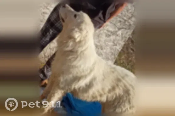 Found pets Lincoln, photo: Found male dog, Ammon, Idaho, Lincoln — white, medium to large-sized