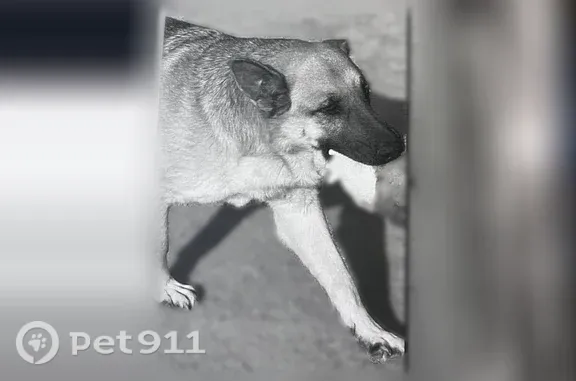 Lost male dog, West Placita Estrada, 2751, Tucson — brown German Shepherd - photo