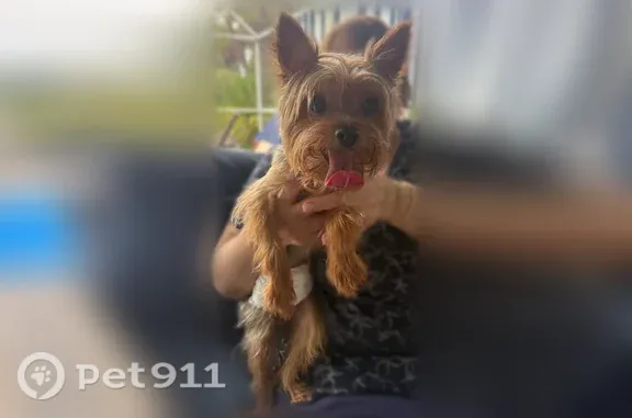 Found dog Pembroke Pines, photo: Found dog, Northwest 23rd Street, 17125, Pembroke Pines — small male dog in a green shirt