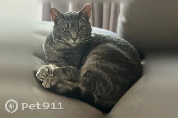 Lost pets Smithfield, photo: Lost cat, Brayton Road, 70, Smithfield — female with golden eyes and double front paws