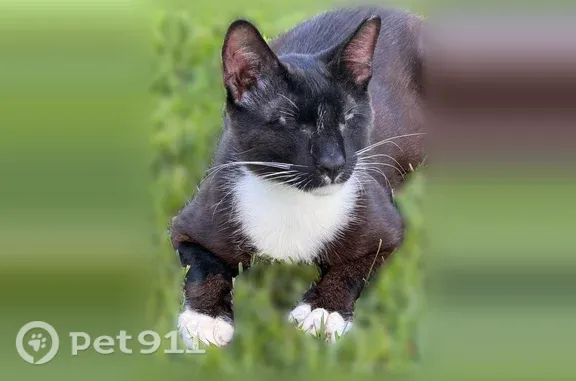 Lost cat, Longmont — blind male with both eyes surgically removed - photo