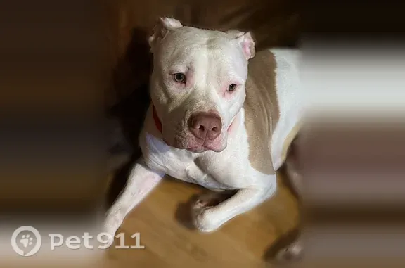Lost Dog, Cornell Avenue, 2087, Melrose Park — male - photo
