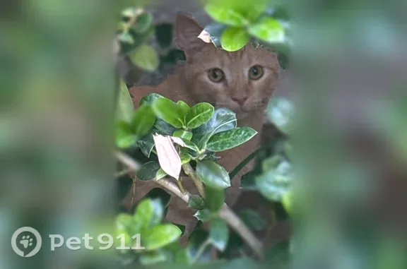 Found pets Dallas, photo: Found cat with a tipped ear, Tomberra Way, 4122, Dallas — orange coat