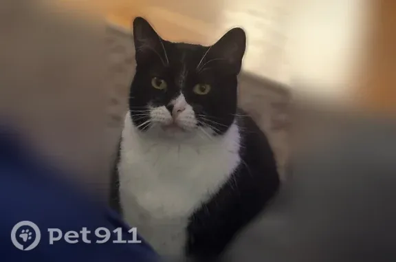 Lost pets Monte Sereno, photo: Lost male cat, Becky Lane, Monte Sereno — white belly and stripe on back leg
