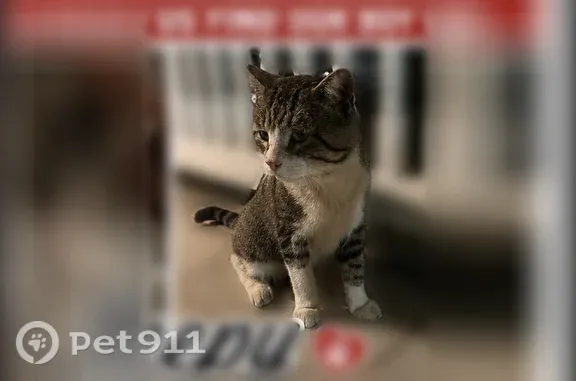 Lost pets Gardena, photo: Lost cat, male, Chadron Avenue, 15702, Gardena, Gardena — gray and white adult