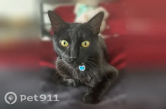 Lost cat, East Redwood Lane, 1454, Springfield — female with a long tail - photo