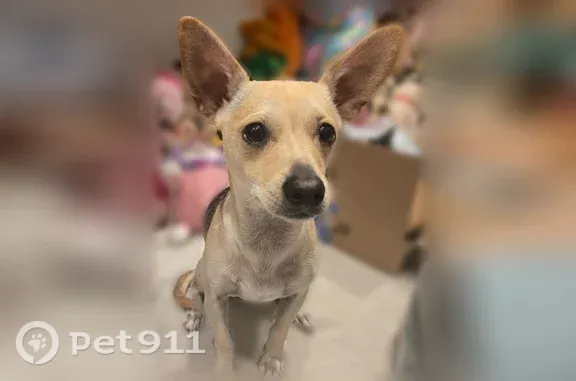 Lost dog, Emerald Drive, Waxahachie — male Chihuahua with black markings - photo