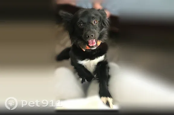 Lost dog, Warren Road, 187, Brandon, Arlington — male with black coat and white chest - photo