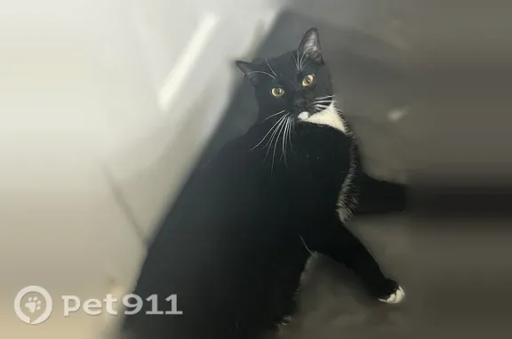Lost cat, Horizon Trace, Loganville — female with yellow-green eyes - photo