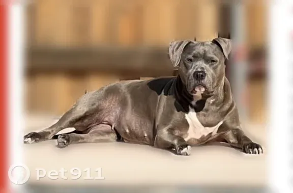 Lost female dog, East Polo Road, Grand Prairie, Fort Worth — gray pit bull with a collar - photo