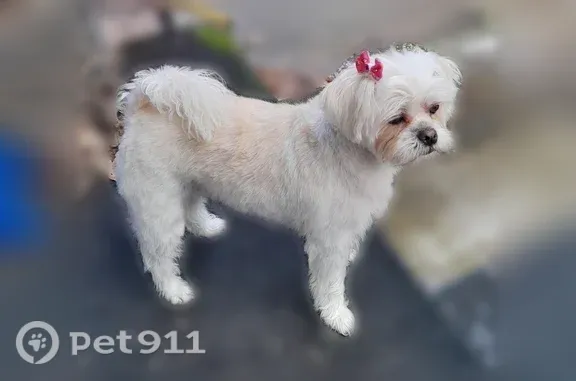 Lost Dog, South Tecumseh Road, 4400, Springfield — 8-year-old white Highland Terrier - photo