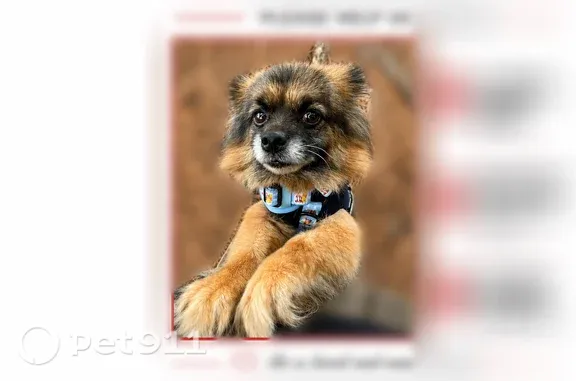 Lost male dog, Heritage Farm Road, 1706, Taylorsville — may try to hide - photo