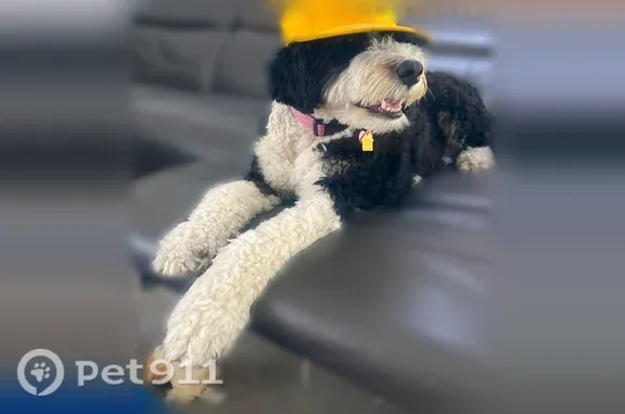 Lost pets Orange, photo: Lost Dog, Chapman Avenue, Orange — female, black and white, fluffy