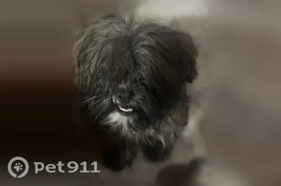 Found pets Warren, photo: Found dog, Eureka Drive, Warren — small gray Shih Tzu mix