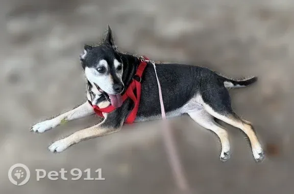 Lost female dog, Hustleville Road, 6660, Guntersville, Guntersville — shy and unfamiliar with the outdoors - photo