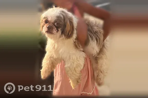 Lost male dog, South Main Street, 1504, Farmville, Farmville — white with a little brown - photo