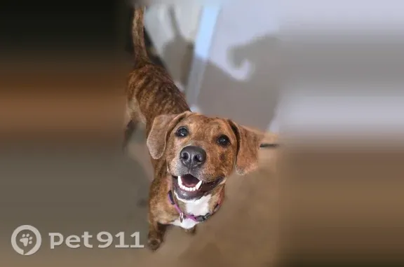 Lost dog, female, Harker Street, 1258, Port Huron — pink-brown camo collar - photo