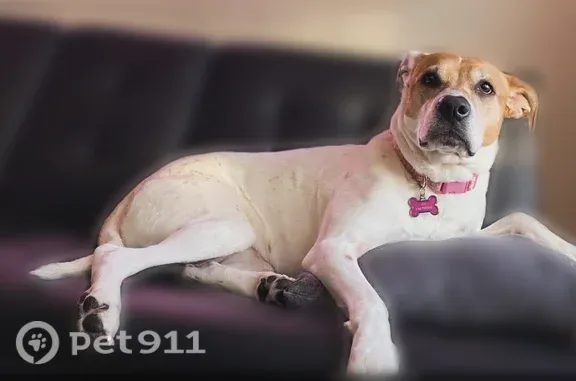Lost dog, female, Falcon Street, 7427, New Tripoli — wearing a pink collar - photo