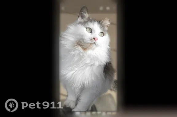 Missing cat Female, Sauk Rapids (usl545712) - photo